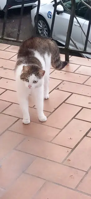 chatte lost   01000 Saint-Denis-lès-Bourg Noisette