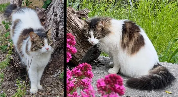 chatte lost   01600 Trévoux NOUCHKA