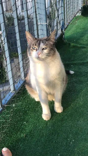 chatte lost   01100 Oyonnax Noumea