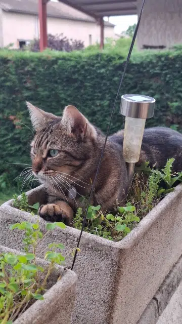 chatte lost   01140 Peyzieux-sur-Saône Nounette