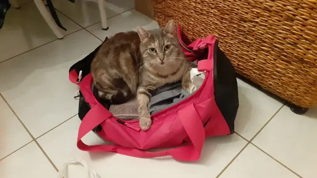 chatte lost   01270 Verjon Opaline