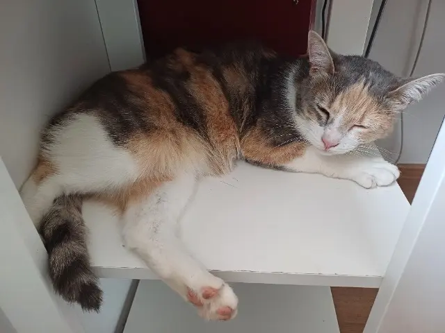 chatte lost   01600 Trévoux Plume