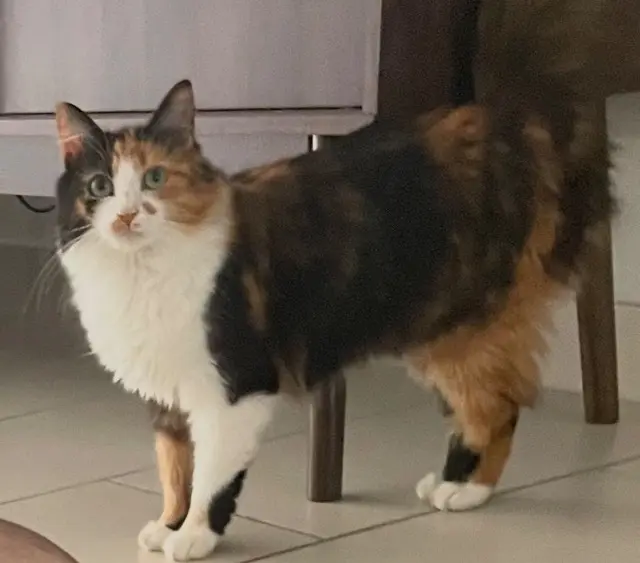 chatte lost   01150 Saint-Vulbas Prune