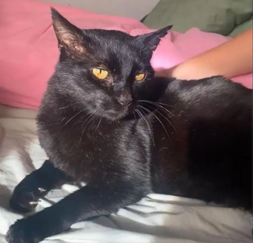 Chatte Perdue 01 Ain Chatte Perdue 01 Ain