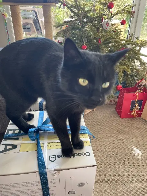 chatte lost   01800 Saint-Maurice-de-Gourdans Raja