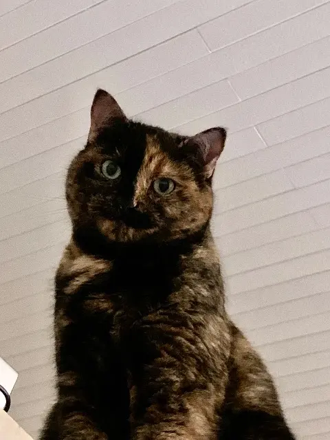 chatte lost   01540 Perrex Reglisse