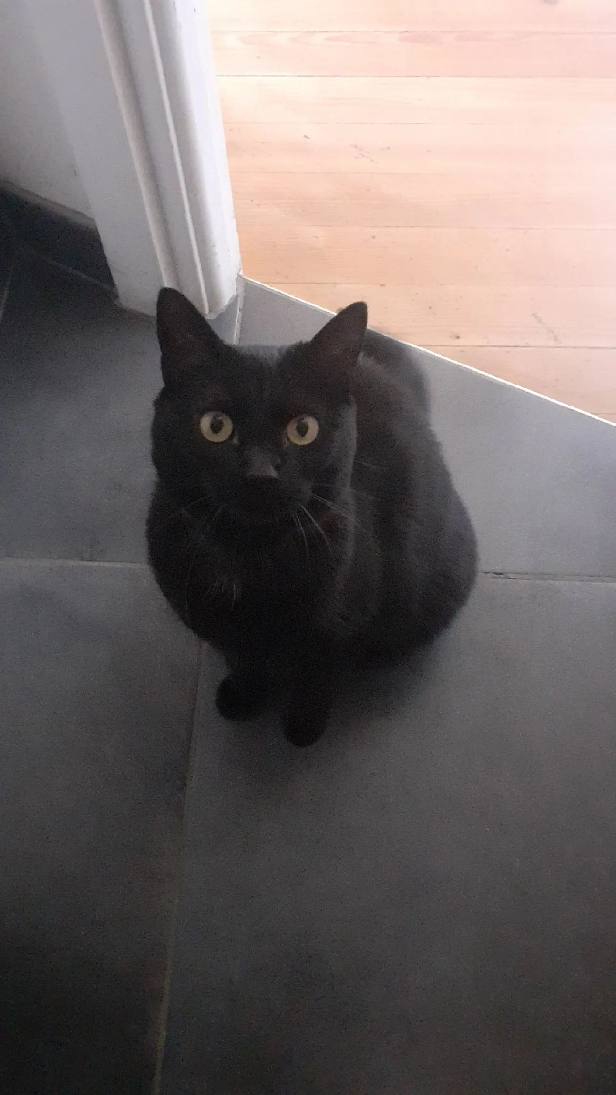 chatte lost  Rue de la République 01990 Saint-Trivier-sur-Moignans Rosa