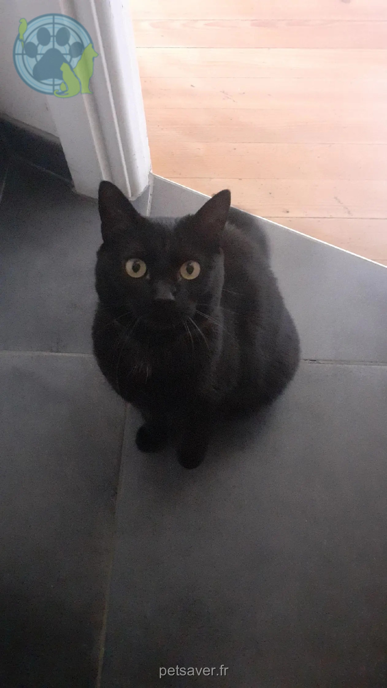 chatte perdue Rue de la République 01990 Saint-Trivier-sur-Moignans Rosa chatte lost Rue de la République 01990 Saint-Trivier-sur-Moignans Rosa