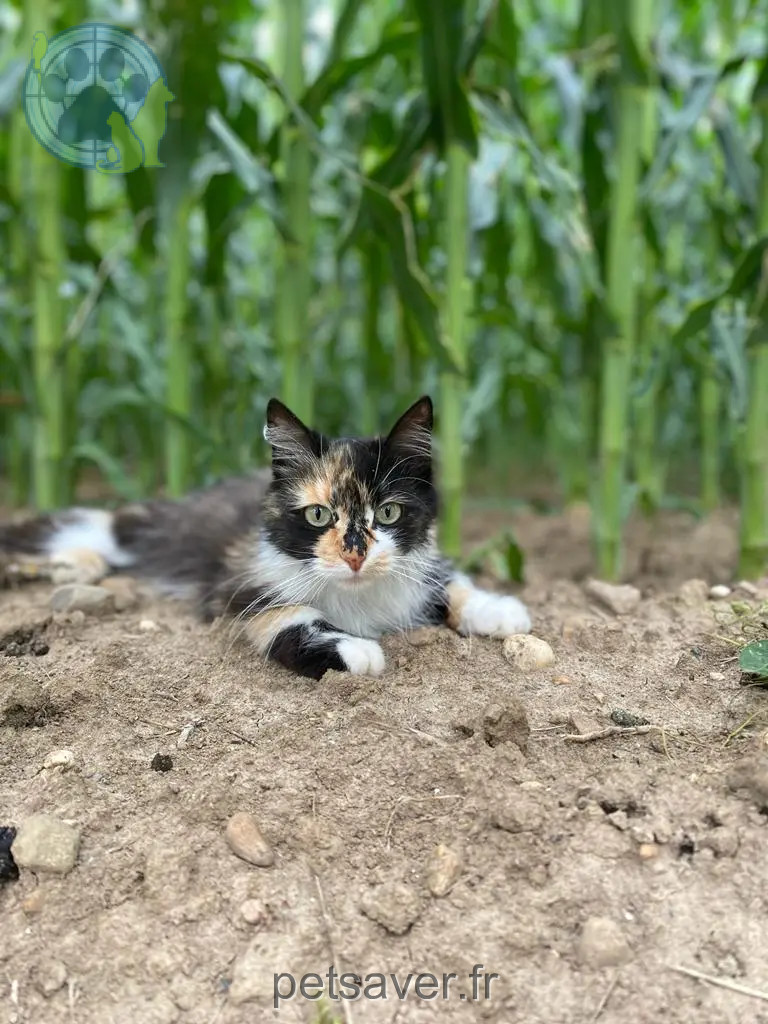 Chatte Perdue 01 Ain - Rumba Chatte Perdue 01 Ain - Rumba