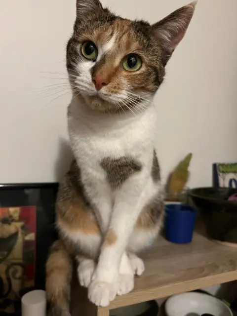 kat vermist 01000 Bourg-en-Bresse Salta kat lost 01000 Bourg-en-Bresse Salta
