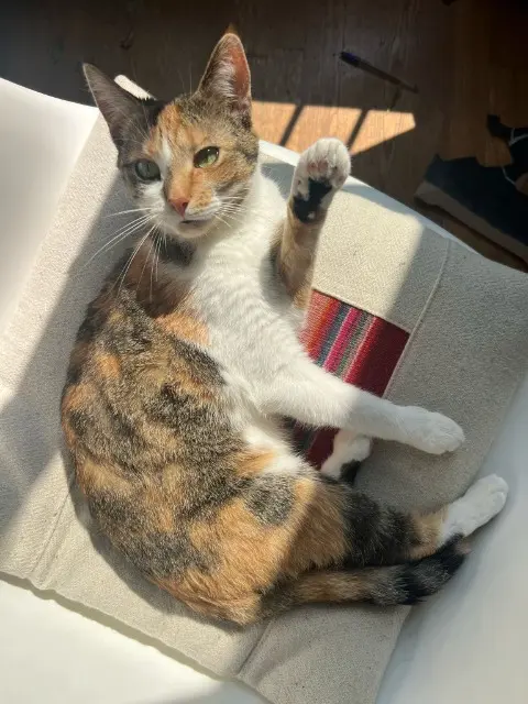 kat vermist 01000 Bourg-en-Bresse SALTA kat lost 01000 Bourg-en-Bresse SALTA