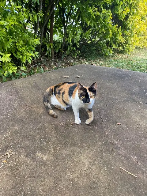 chatte lost   01270 Beaupont Savanz