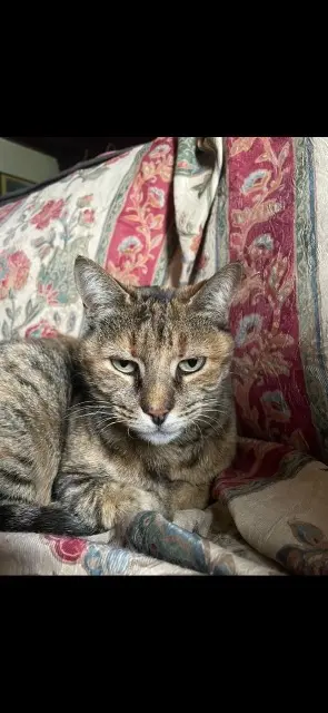 chatte lost   01360 Béligneux Schan