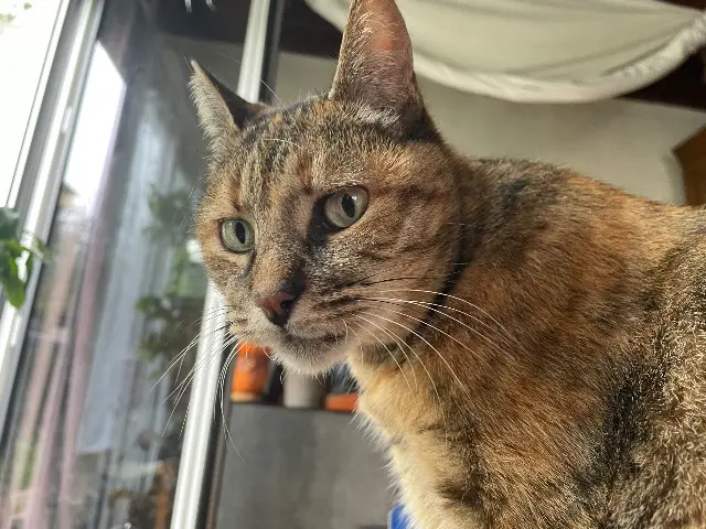 chatte lost   01360 Béligneux Schan