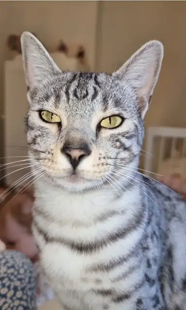 chatte lost   01800 Meximieux Serena