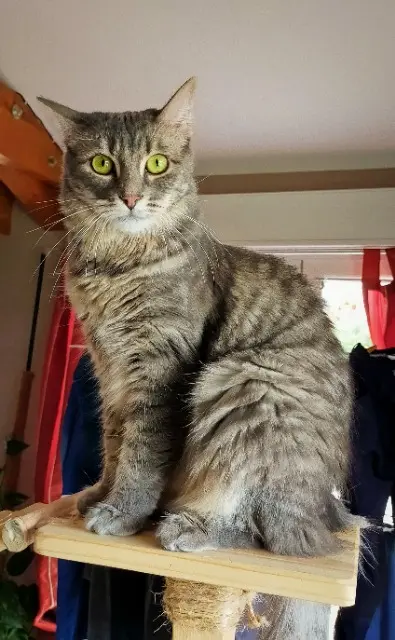 chatte lost   01310 Montcet Shalimar