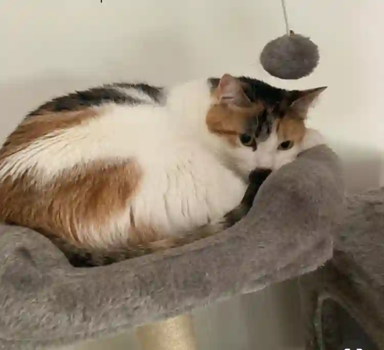 Chatte Perdue 01 Ain - Spooky Chatte Perdue 01 Ain - Spooky
