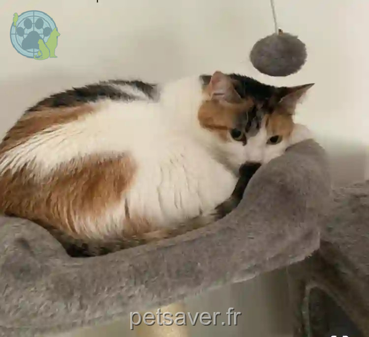Chatte Perdue 01 Ain - Spooky Chatte Perdue 01 Ain - Spooky