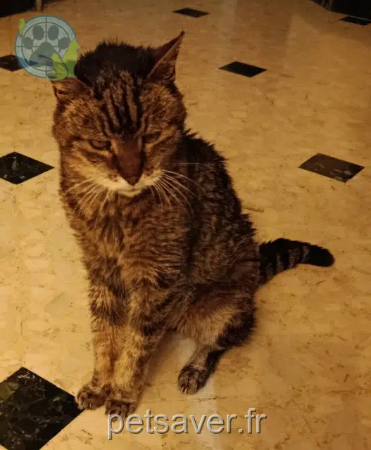 chatte lost   01150 Vaux-en-Bugey Titouille
