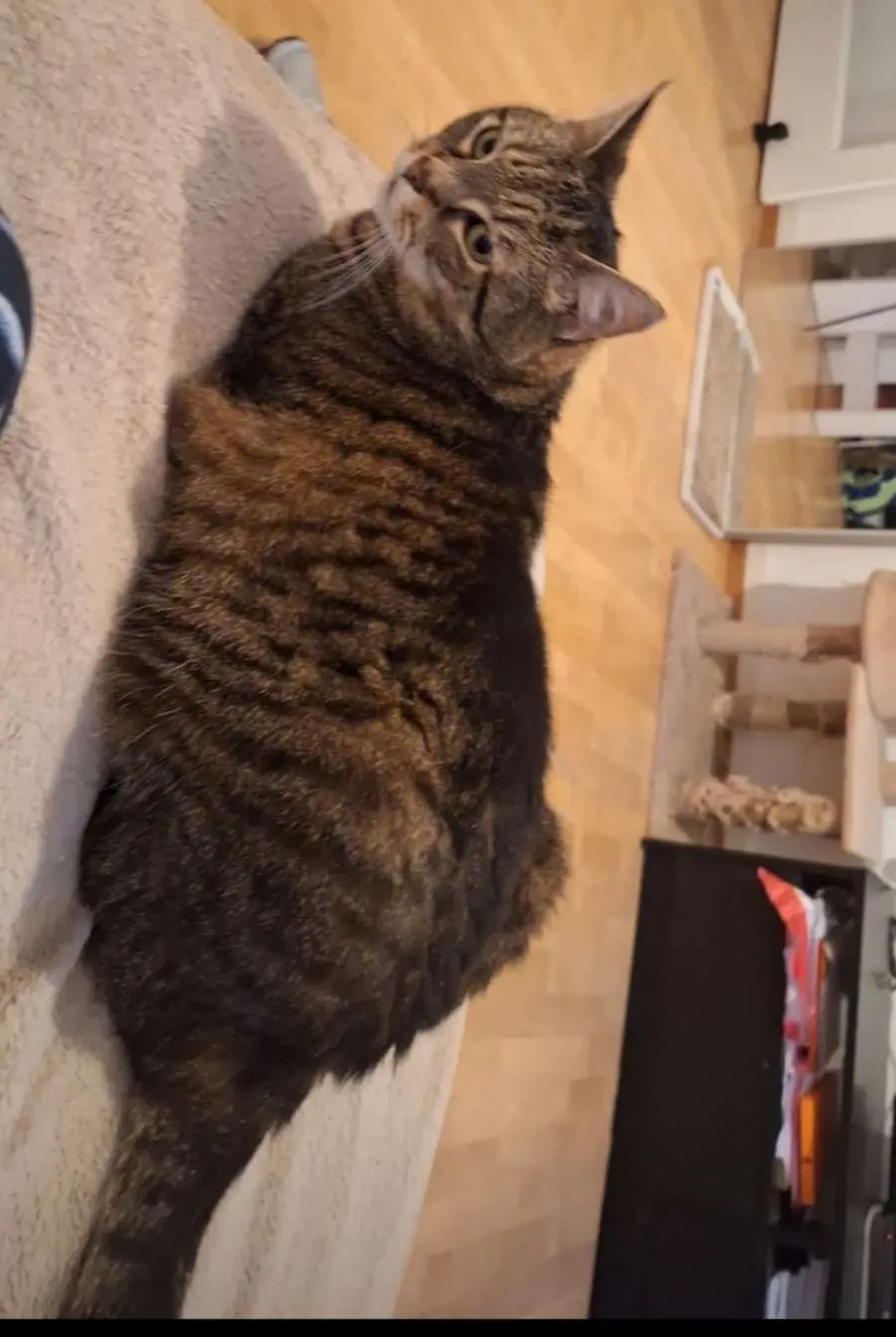 Chatte Perdue 01 Ain Chatte Perdue 01 Ain