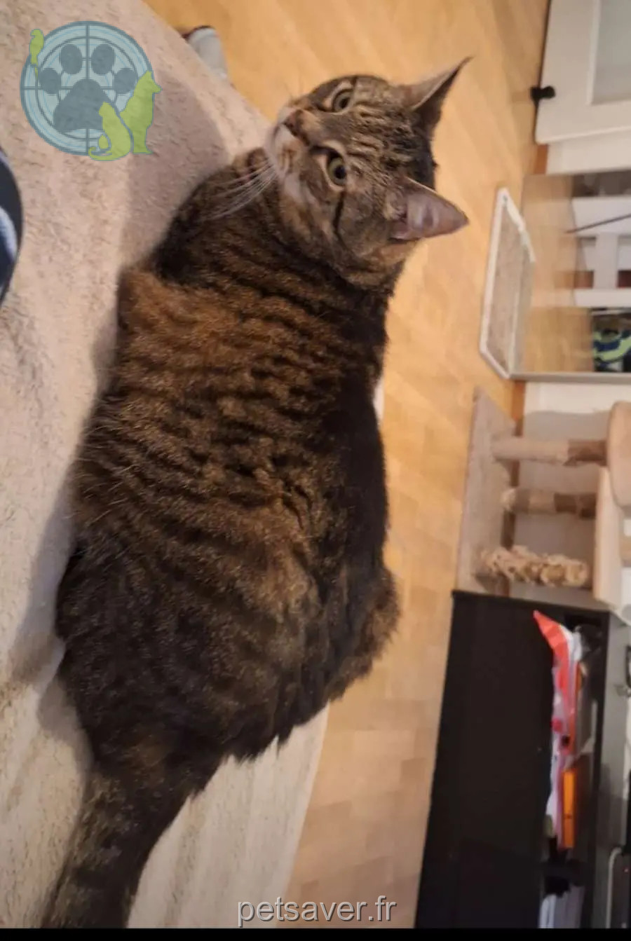 Chatte Perdue 01 Ain Chatte Perdue 01 Ain