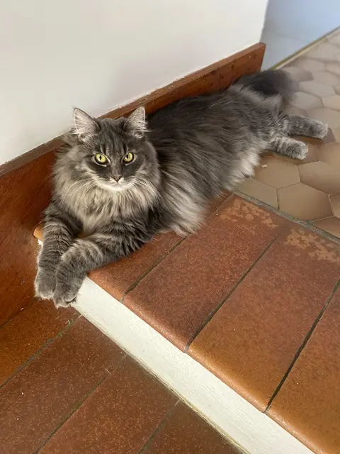 chatte lost   01700 Neyron TOKYO