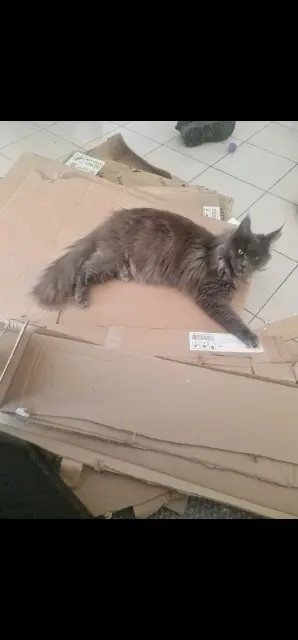 chatte lost   01500 Ambérieu-en-Bugey Uliana