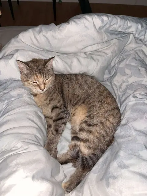 chatte lost   01000 Bourg-en-Bresse Umber