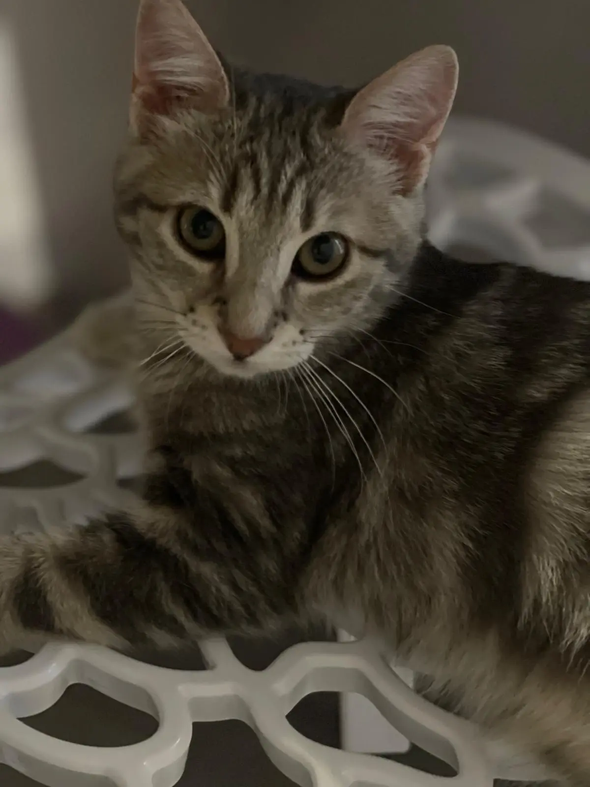 Chatte Perdue 01 Ain - Utah Chatte Perdue 01 Ain - Utah