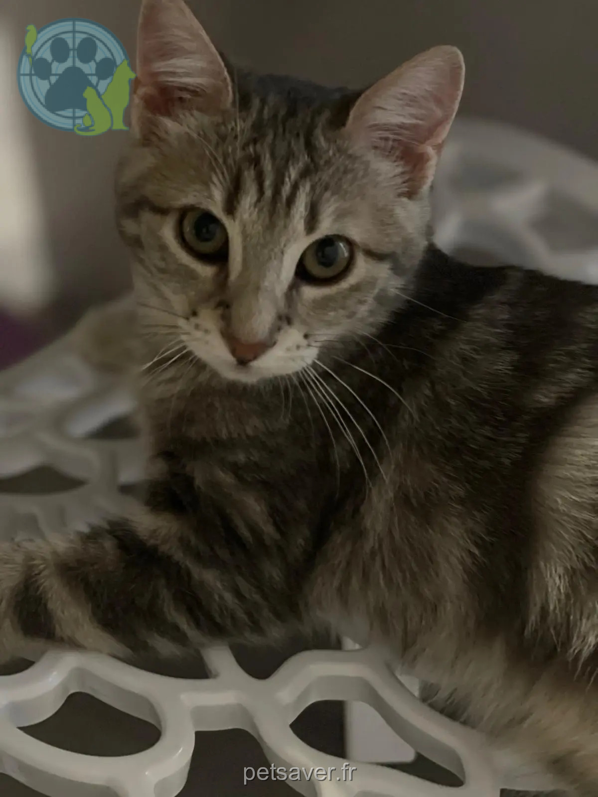 Chatte Perdue 01 Ain - Utah Chatte Perdue 01 Ain - Utah