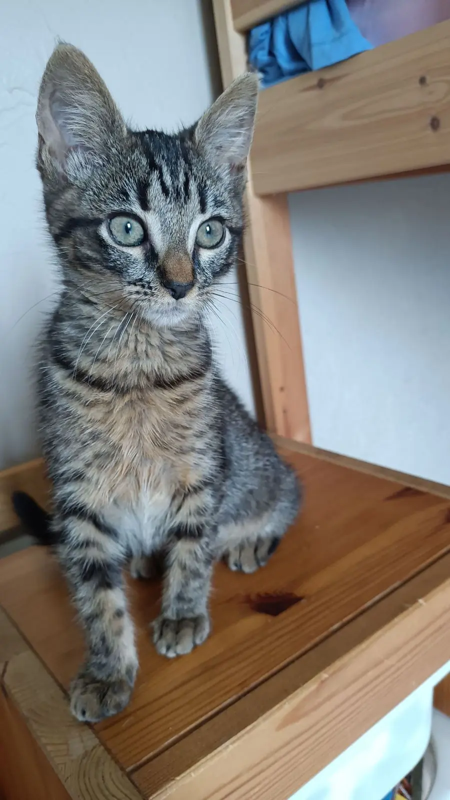 Chatte Perdue 01 Ain Chatte Perdue 01 Ain