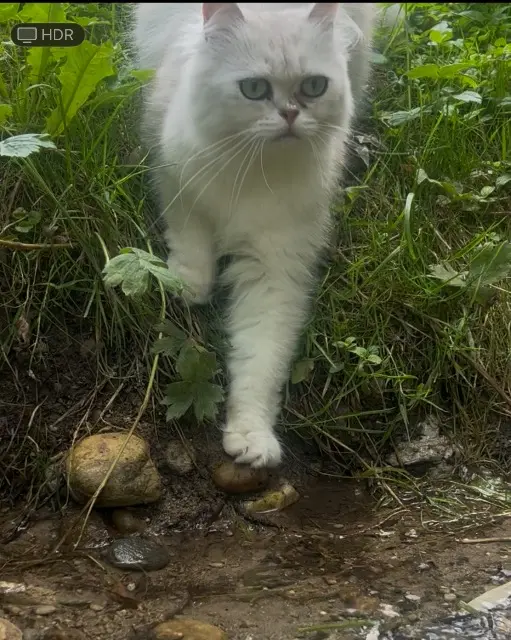 chatte lost   01200 Valserhône Cilek