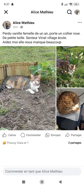 chatte lost   01440 Viriat Vanille