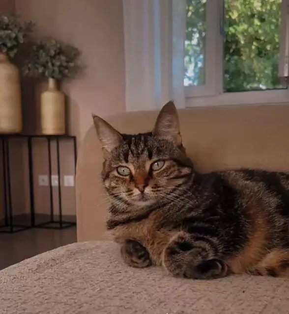 chatte lost   01800 Villieu-Loyes-Mollon Billy