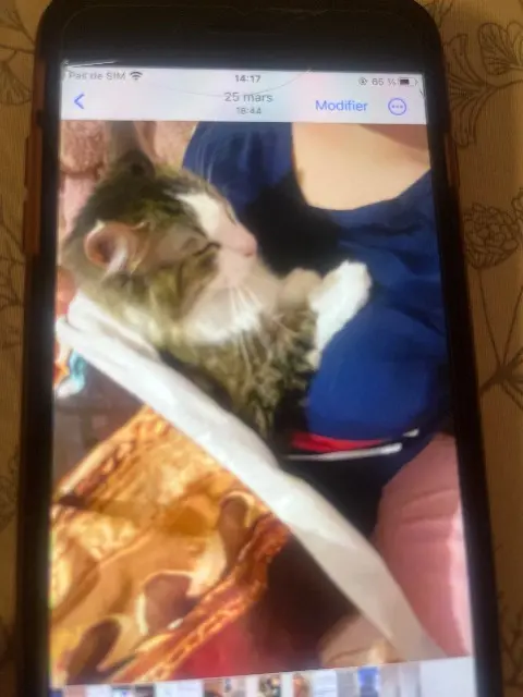 chatte lost   01160 Neuville-sur-Ain Wenzi