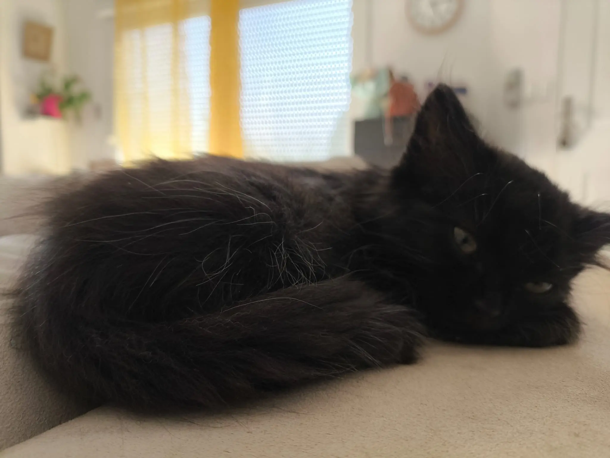 Chatte Perdue 01 Ain Chatte Perdue 01 Ain