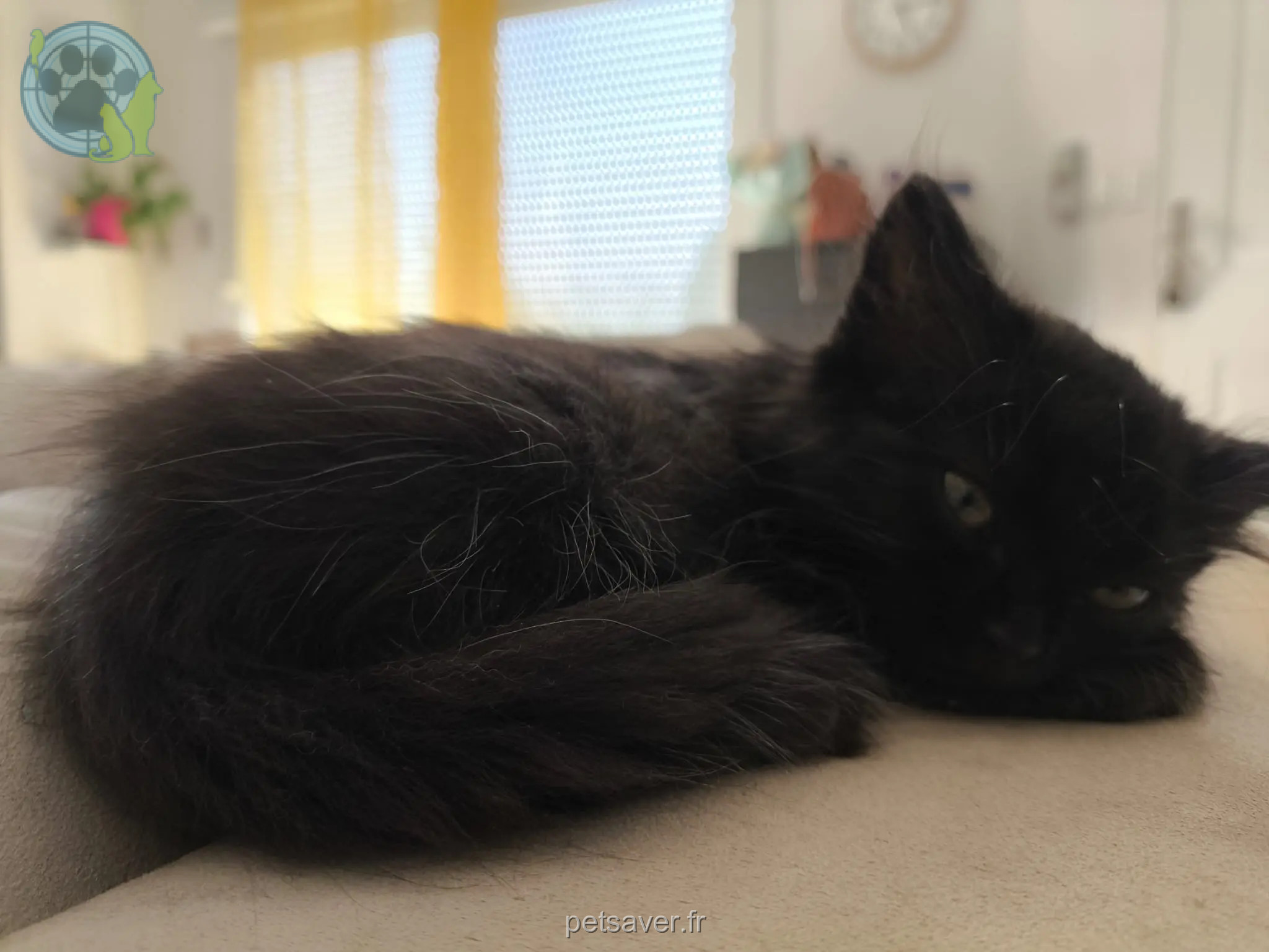 Chatte Perdue 01 Ain Chatte Perdue 01 Ain