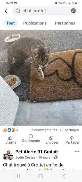 chatte lost    Crottet Ysis