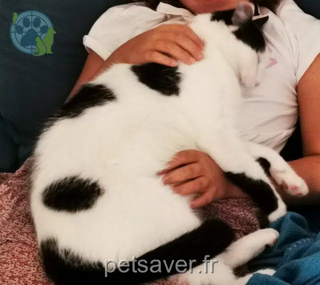 chatte lost   01800 Joyeux Zara