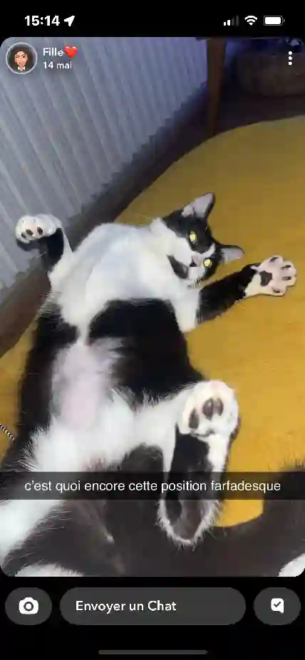 Chatte Perdue 01 Ain - Zola Chatte Perdue 01 Ain - Zola
