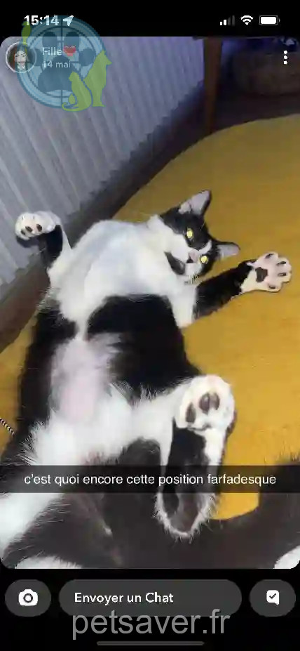 Chatte Perdue 01 Ain - Zola Chatte Perdue 01 Ain - Zola