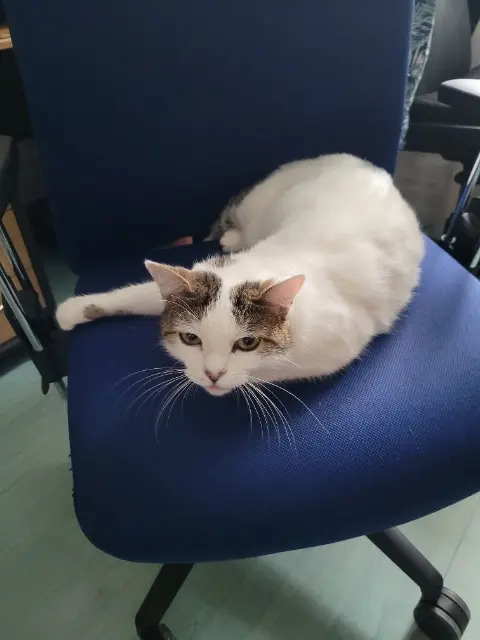 chatte lost   01000 Saint-Denis-lès-Bourg Églantine