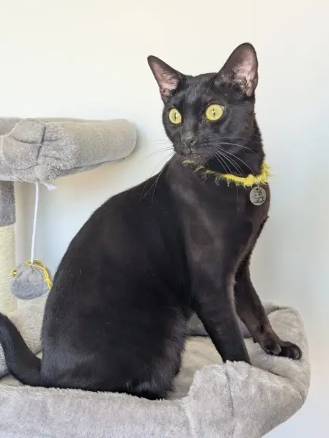 chatte lost   02190 Amifontaine Bagheera