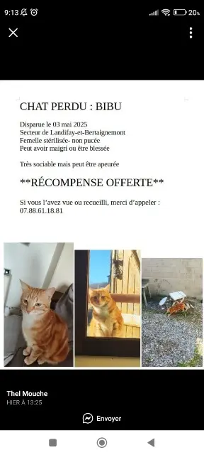 chatte lost   02120 Landifay-et-Bertaignemont Bibu