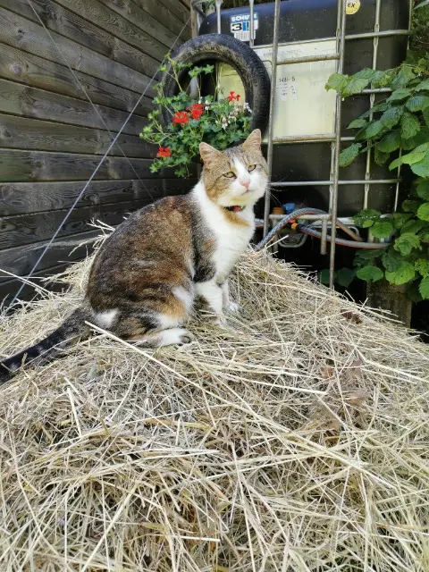 chatte lost   02100 Morcourt Calinette