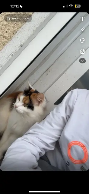 chatte lost   02390 Mont-d'Origny Caroline