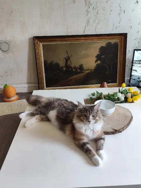 chatte lost   02000 Laon Céleste