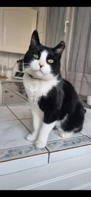 chatte lost   02700 Tergnier Dina