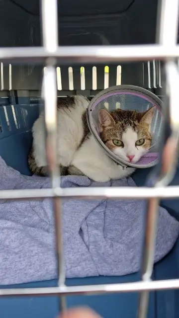 chatte lost   02200 Soissons Doudouce