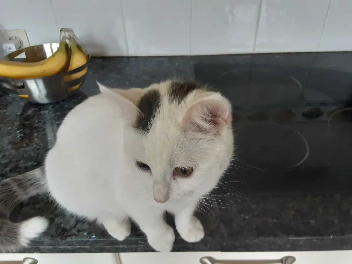 Chatte Perdue 02 Aisne Chatte Perdue 02 Aisne